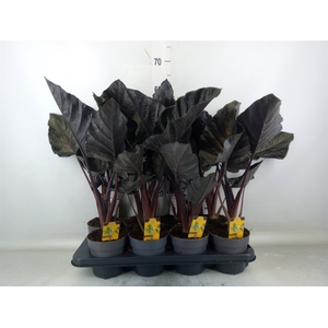 Alocasia   ...