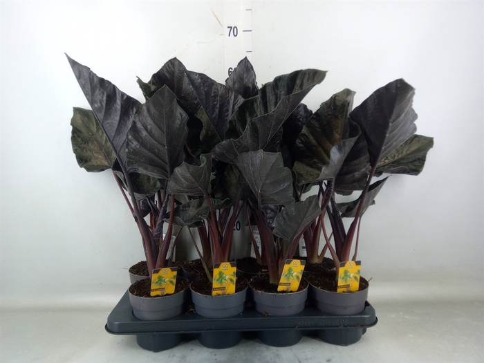 <h4>Alocasia   ...</h4>