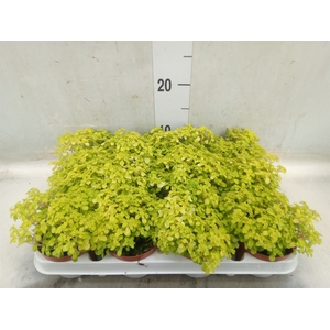 Sedum makinoi 'Kosmosje'