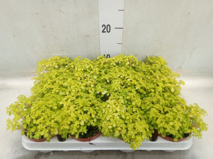 <h4>Sedum makinoi 'Kosmosje'</h4>
