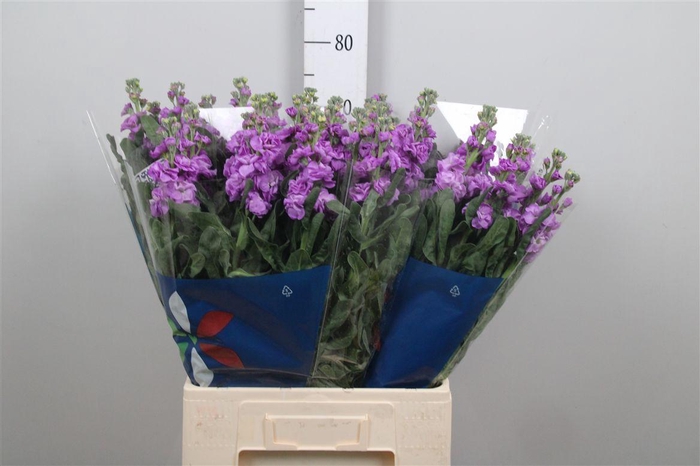 <h4>Matth Iron Blue</h4>