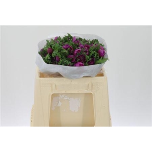 Anem Co Levan Fucsia