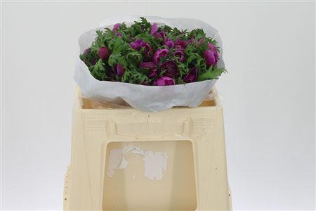 Anem Co Levan Fucsia