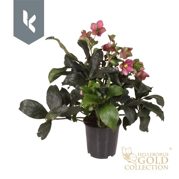 <h4>HGC Helleborus Ice N Roses Red</h4>