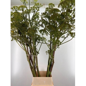 FOENICULUM VULGARE