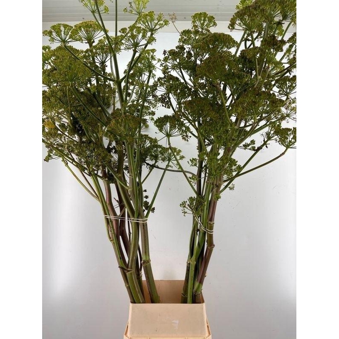 <h4>Foeniculum Vulgare</h4>