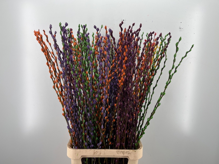 <h4>SALIX OV KLB H%</h4>