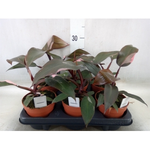 Philodendron   ...