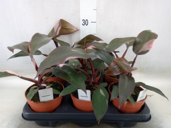 <h4>Philodendron   ...</h4>