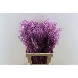 Pres Ruscus Lilac P Stem