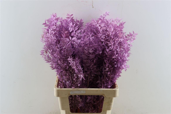 <h4>Pres Ruscus Lilac P Stem</h4>