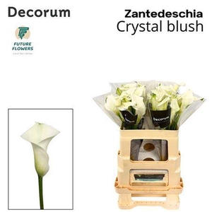 Zant Crystal Blush