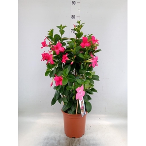 Mandevilla sand. 'SumStar Pink'