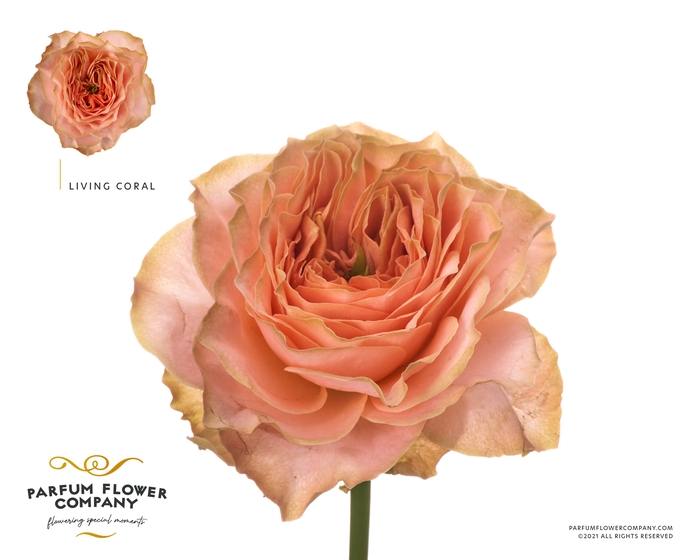 <h4>Rosa Garden Living Coral</h4>