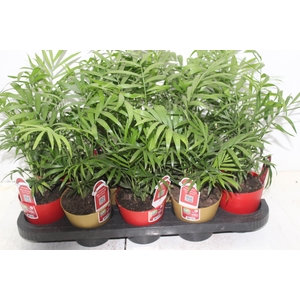 CHAMAEDOREA ELEGANS P11
