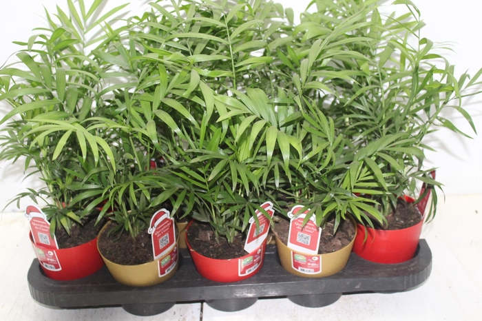 <h4>CHAMAEDOREA ELEGANS P11</h4>