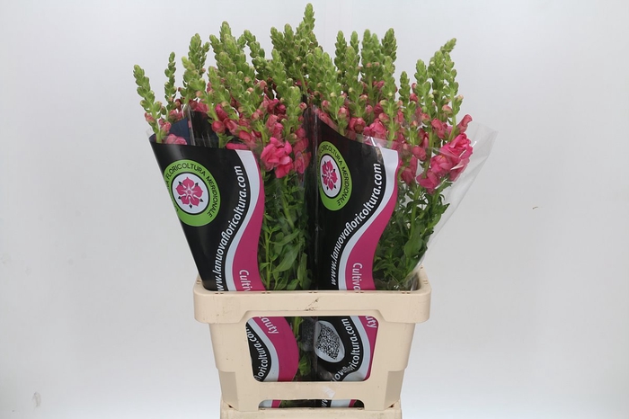 <h4>ANTIRRHINUM POTOMAC CHERRY ROSE</h4>