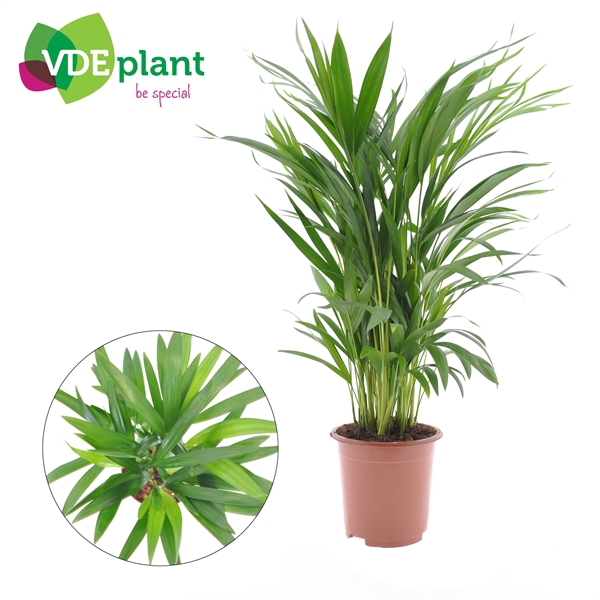 Chrysalidocarpus lutescens overig