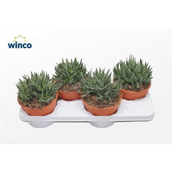 <h4>Gasteraloe Variagata</h4>