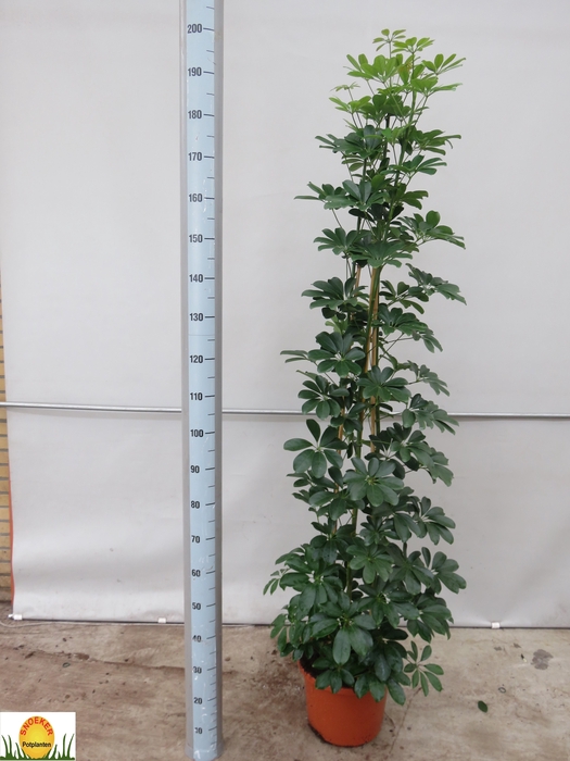 <h4>SCHEF AR COMPACTA</h4>