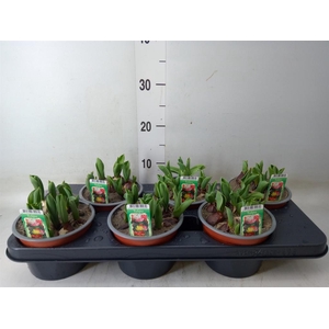 Tulipa   ...mix in pot