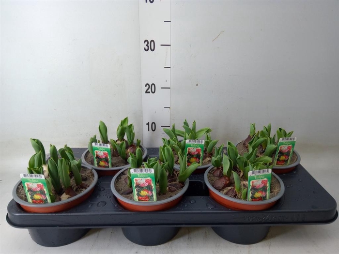<h4>Tulipa ...mix in pot</h4>