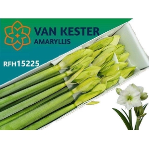 AMARYLLIS WHITE SENSATION