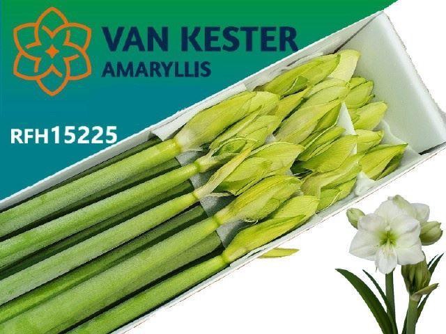 <h4>AMARYLLIS WHITE SENSATION</h4>