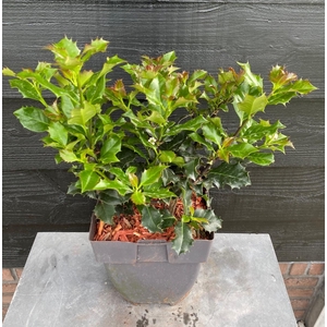 Ilex meserveae 'Blue Angel' P17