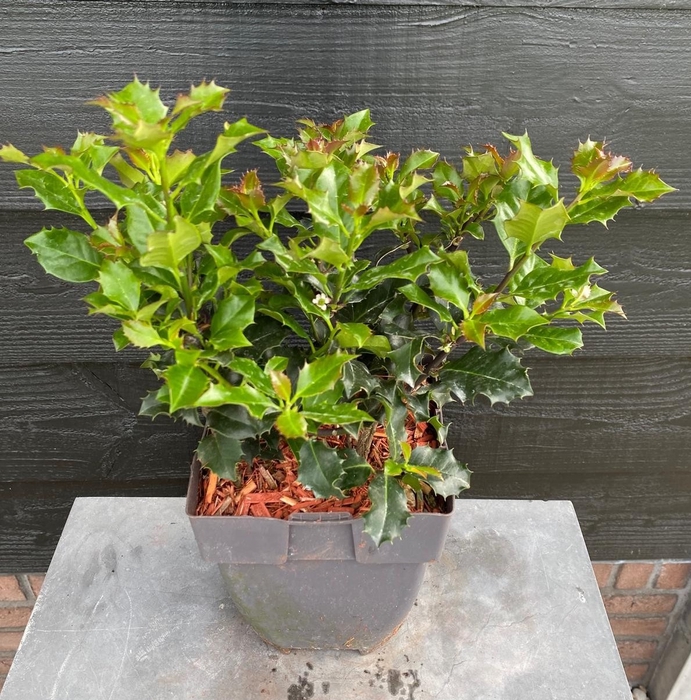 <h4>Ilex meserveae 'Blue Angel' P17</h4>