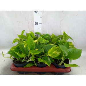 Epipremnum pinn. 'Aureum'