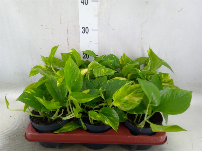 <h4>Epipremnum pinn. 'Aureum'</h4>
