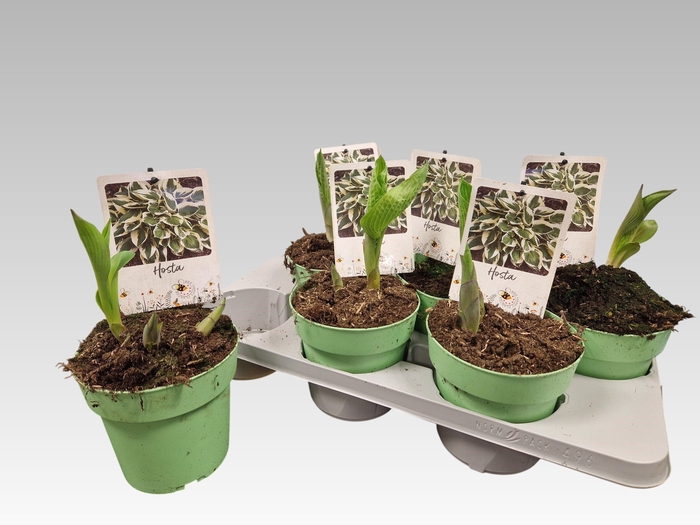 <h4>HOST TWILIGHT</h4>