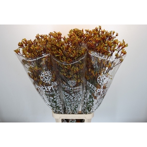 Anigozanthos Gold Fever