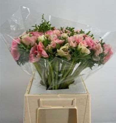 <h4>ANEM SUP LIGHT PINK</h4>