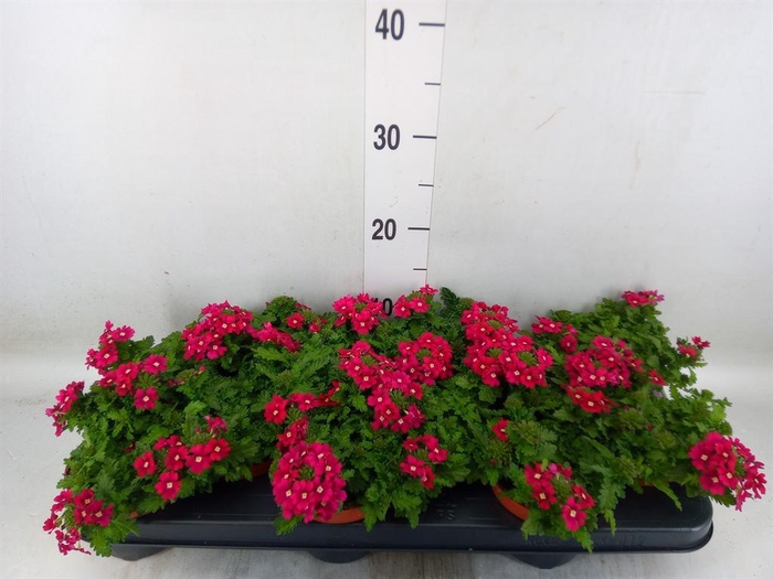 <h4>Verbena ...</h4>