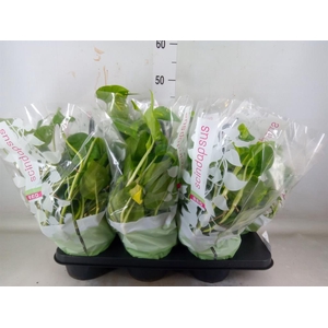 Epipremnum pinn.   HG