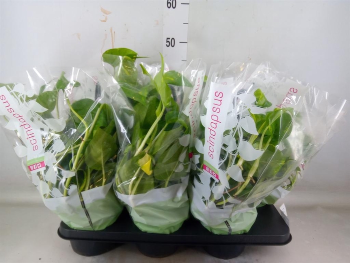 <h4>Epipremnum pinn. HG</h4>