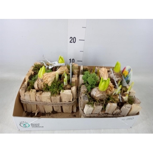 Arr.   Bol/Knolgewas L%