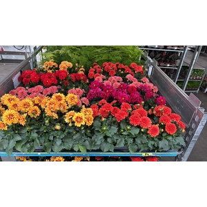 DAHLIA MIXK 5 KL