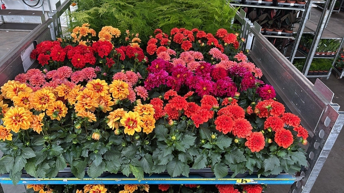 <h4>DAHLIA MIXK 5 KL</h4>