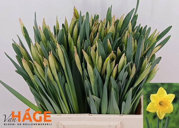 <h4>NARC G CARLTON</h4>