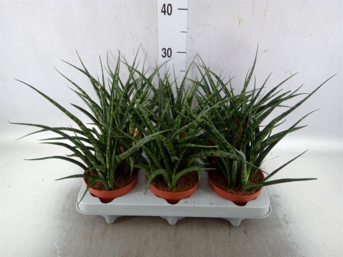 <h4>Sansevieria  'Fernwood'</h4>