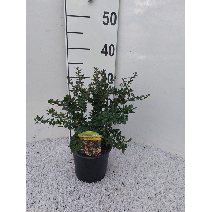 <h4>Berberis buxifolia 'Nana'</h4>