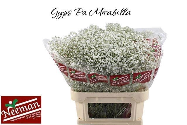 <h4>GYPS PA MIRABELLA</h4>