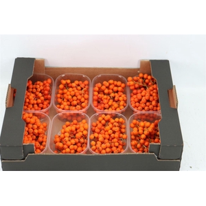 Sier Sorbusbes Orange X8