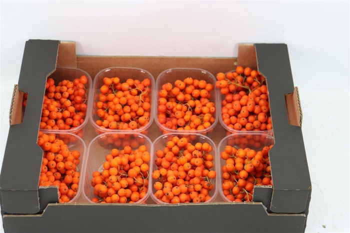 <h4>Sier Sorbusbes Orange X8</h4>