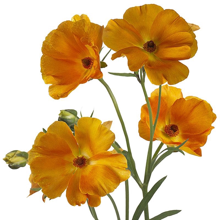 Ranunculus Butterfly Charis