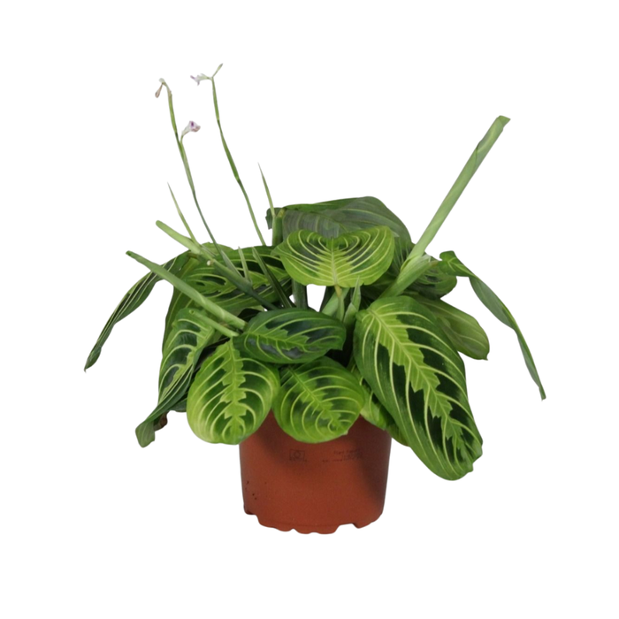 <h4>Maranta leuconeura Fascinator Lemon Lime</h4>
