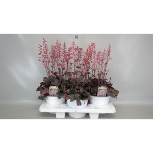 Heuchera  'Paris'